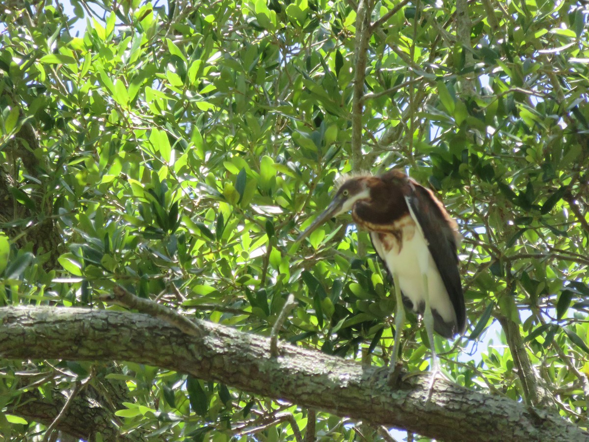 Tricolored Heron - ML638382691