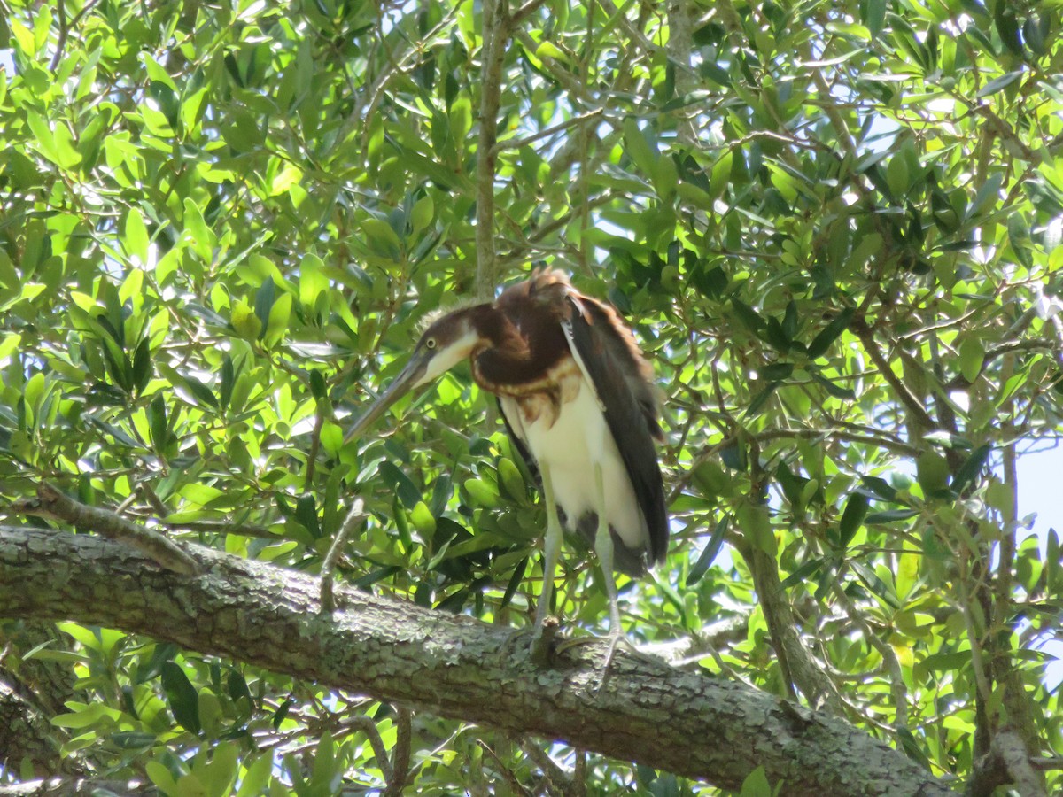 Tricolored Heron - ML638382692