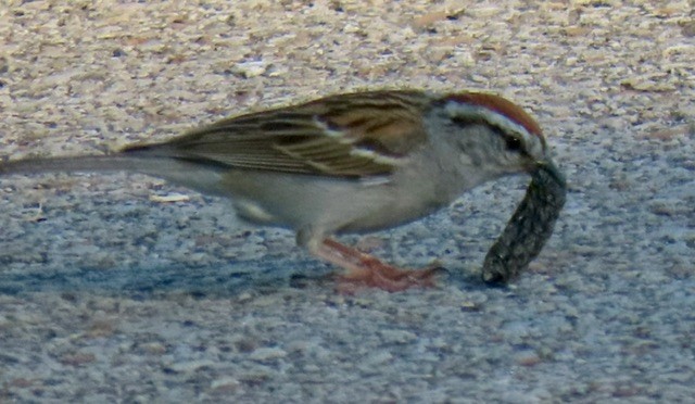 Chipping Sparrow - ML638382696