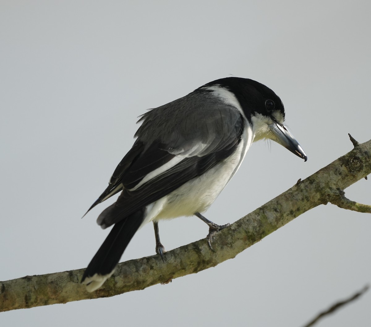 Gray Butcherbird - ML638382707