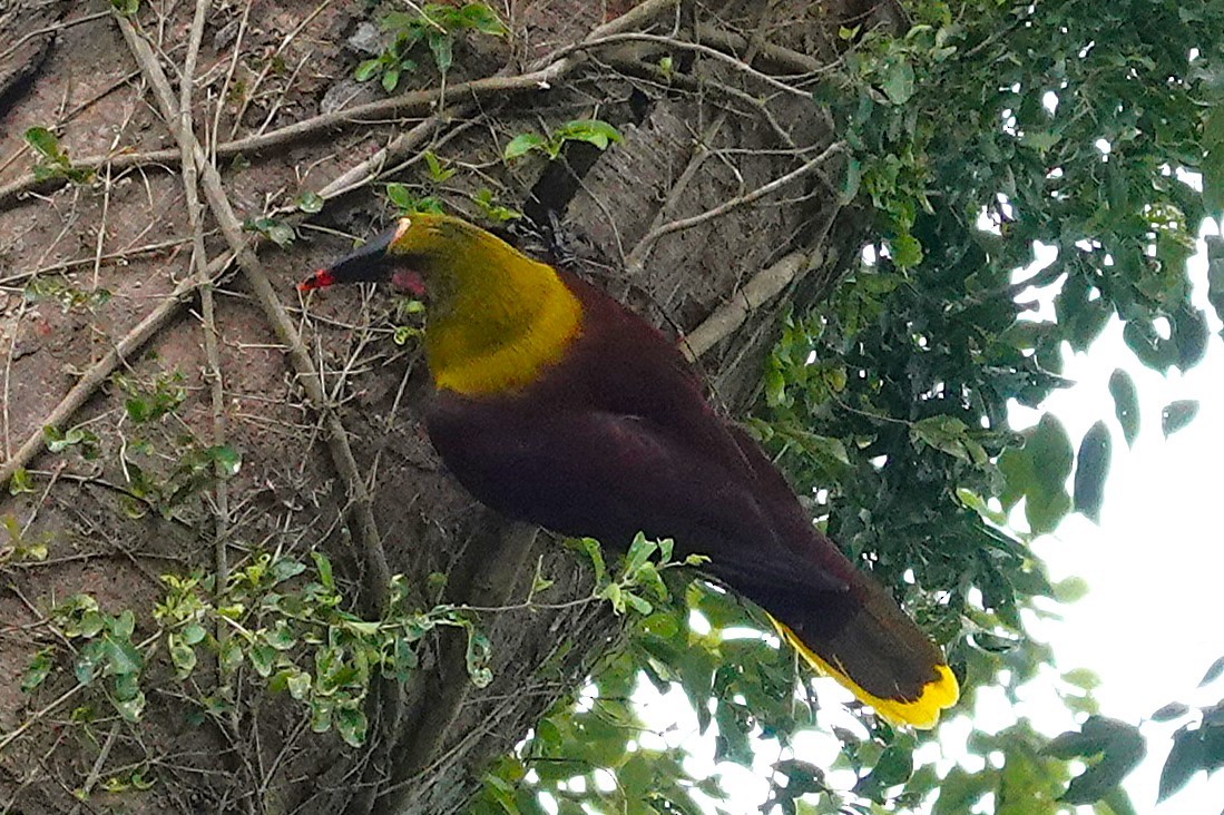 Olive Oropendola - ML638382708