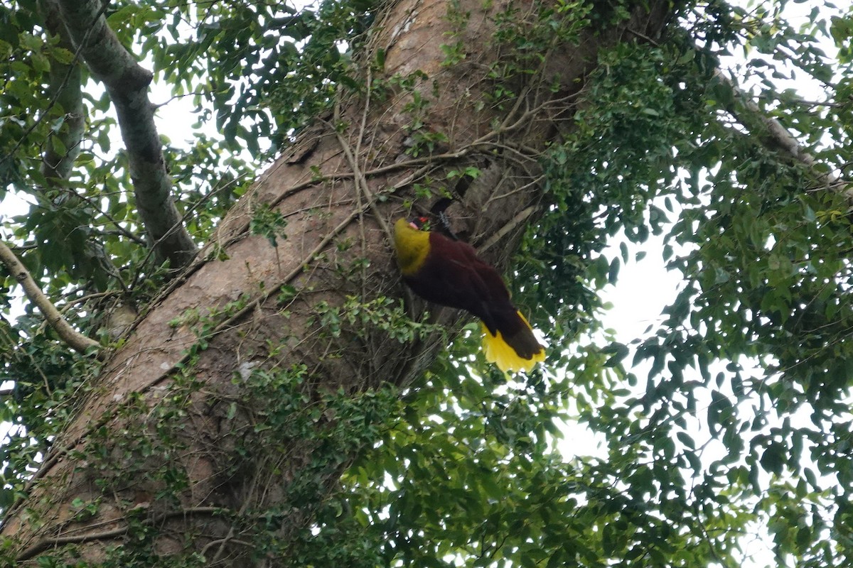 Olive Oropendola - ML638382709