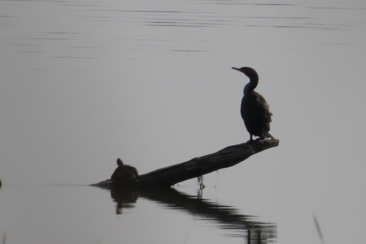 Double-crested Cormorant - ML638382710