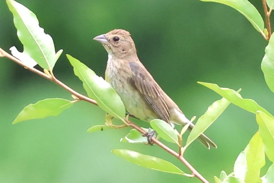 Indigo Bunting - ML638382713