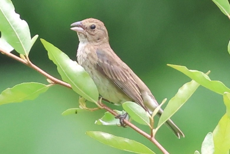 Indigo Bunting - ML638382714