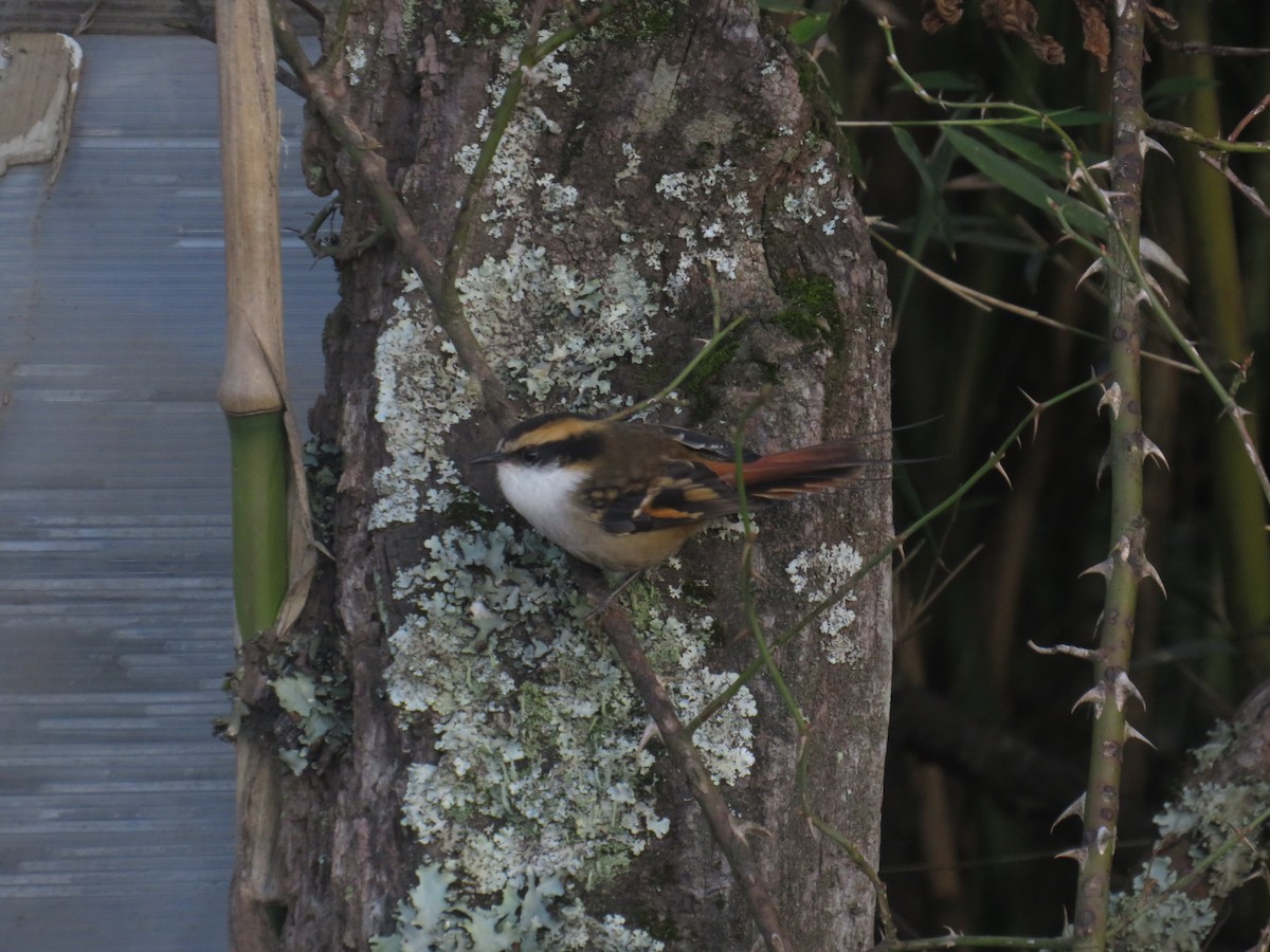 Thorn-tailed Rayadito - ML638382715