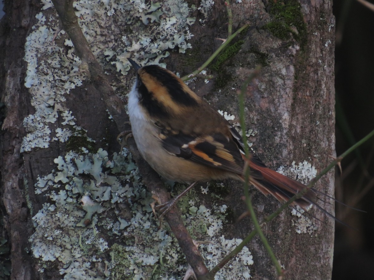 Thorn-tailed Rayadito - ML638382716