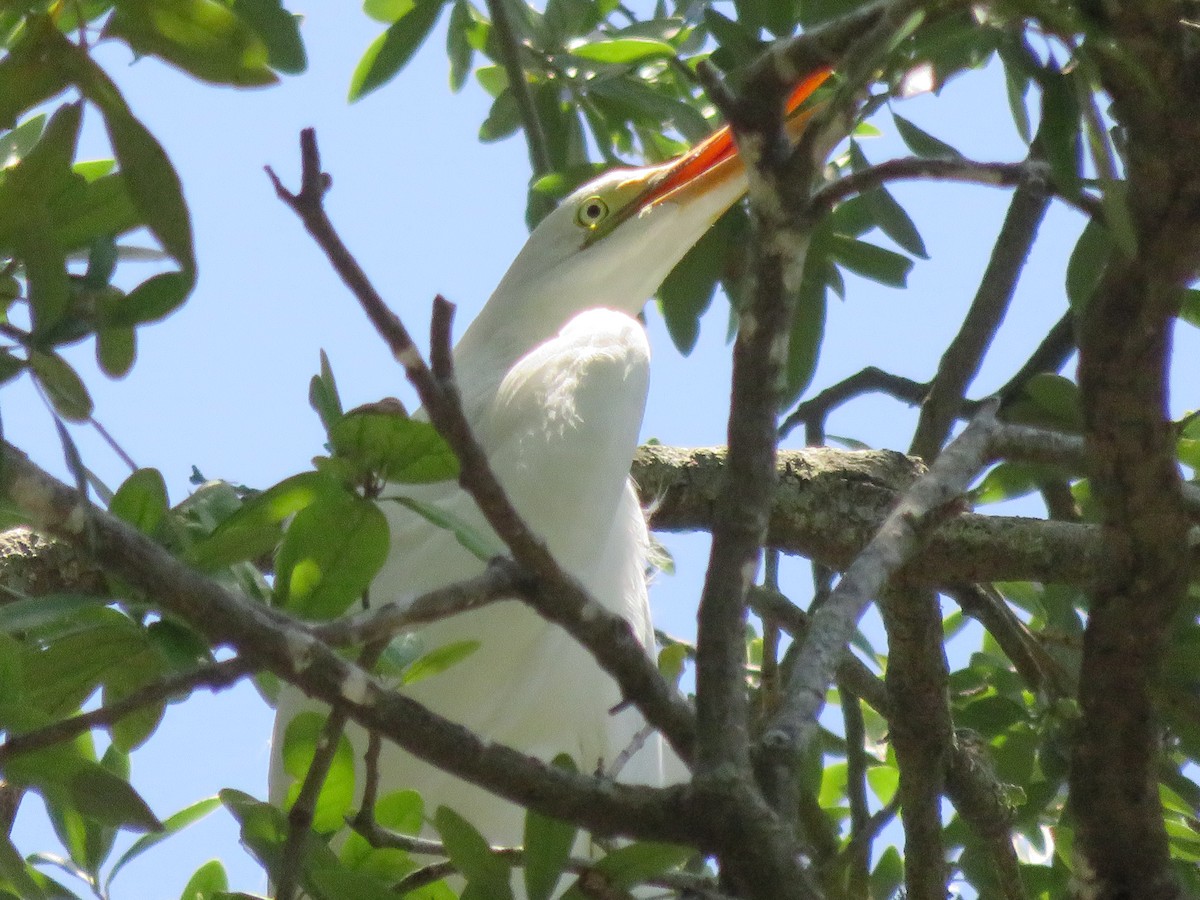 white egret sp. - ML638382721