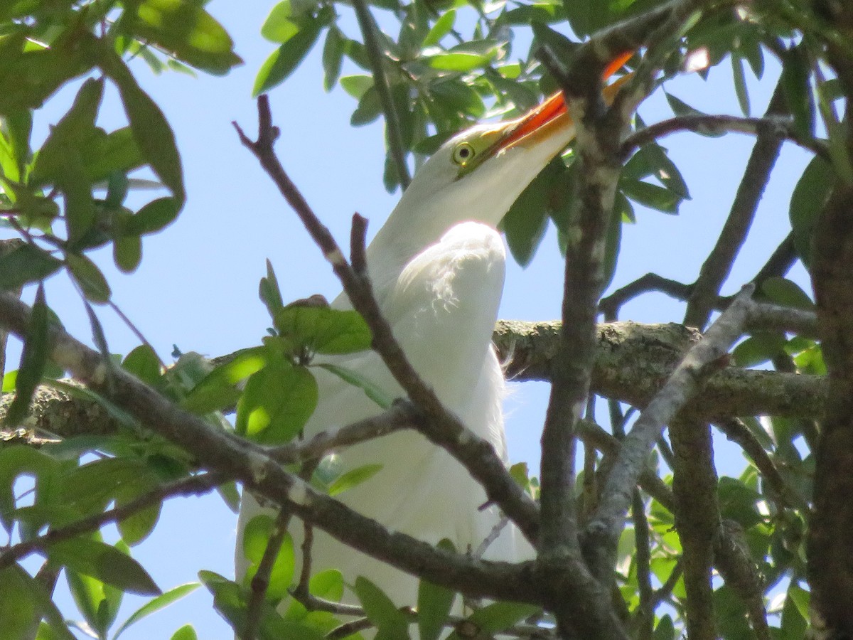 white egret sp. - ML638382722