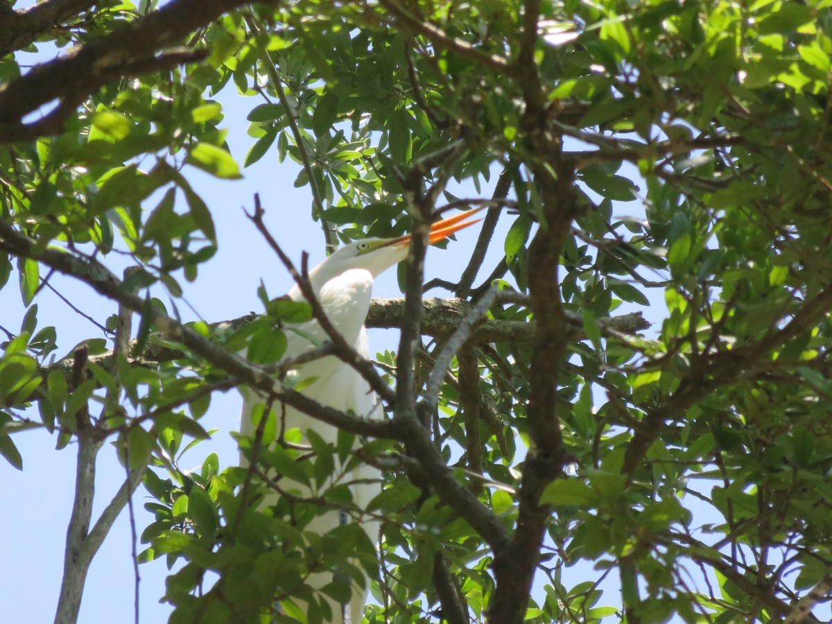 white egret sp. - ML638382724