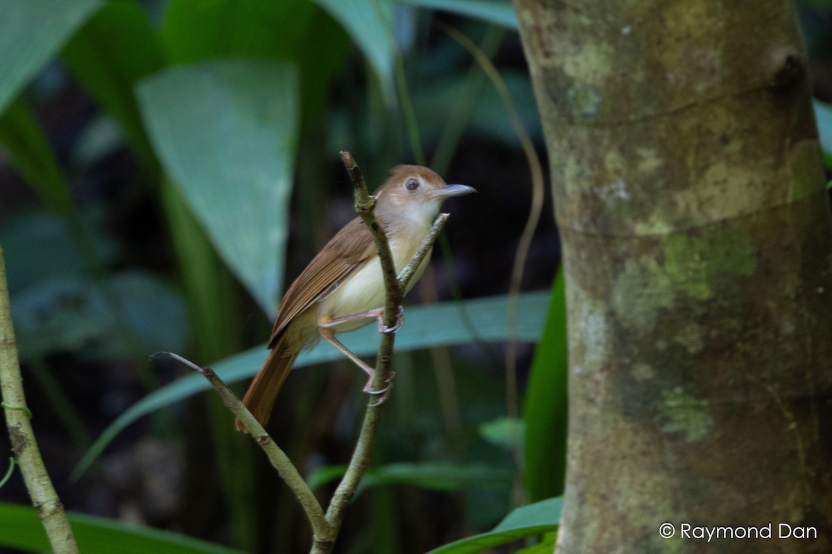 Ferruginous Babbler - ML638382725