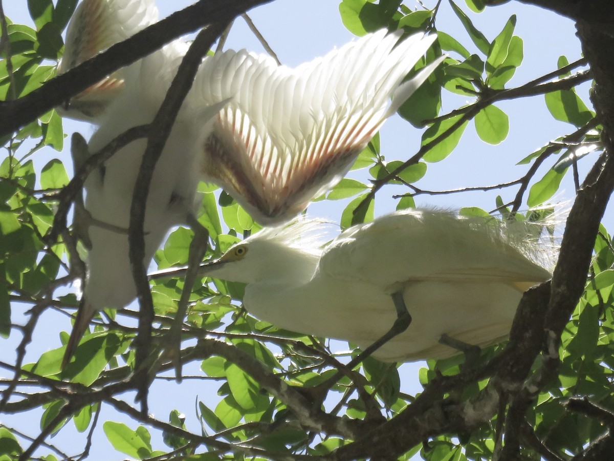 Western Cattle-Egret - ML638382736