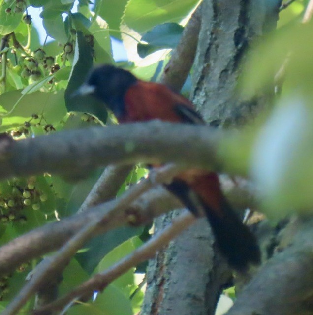 Orchard Oriole - ML638382745