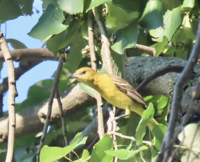 Orchard Oriole - ML638382747