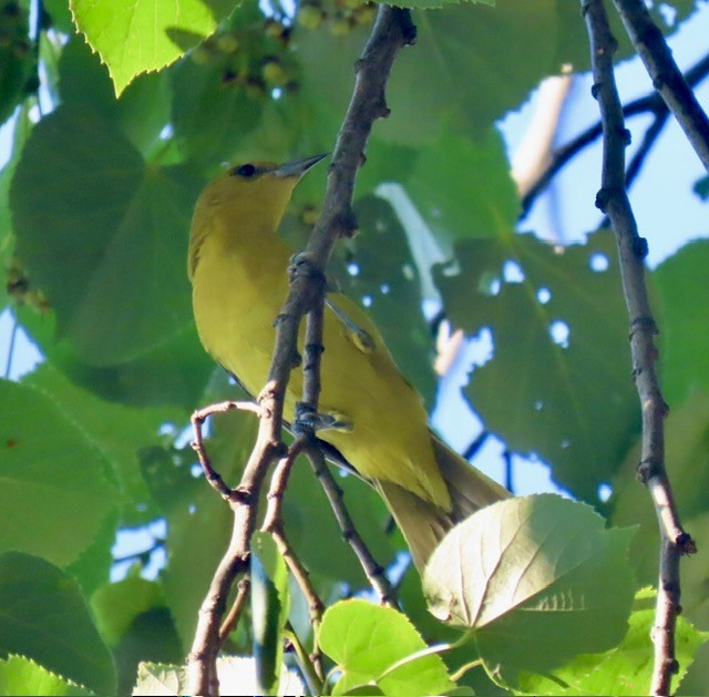 Orchard Oriole - ML638382748