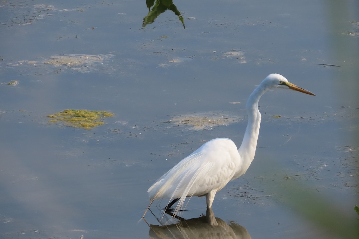 Great Egret - ML638382753
