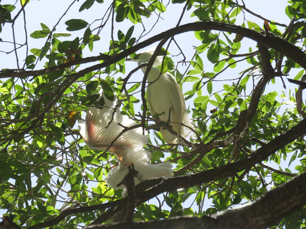 Western Cattle-Egret - ML638382755