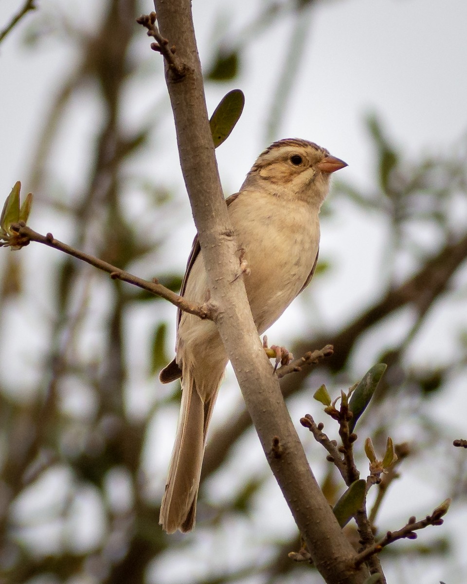 Clay-colored Sparrow - ML638382757