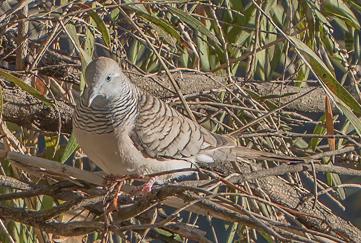 Peaceful Dove - ML638382758