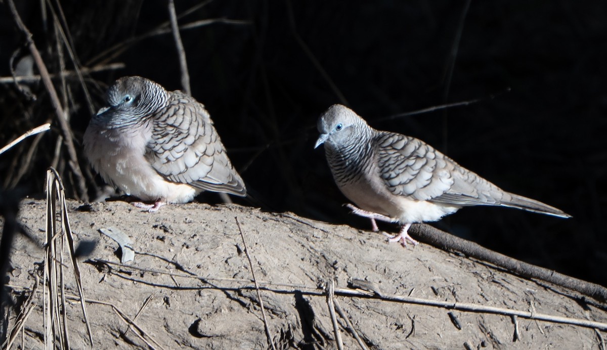 Peaceful Dove - ML638382759