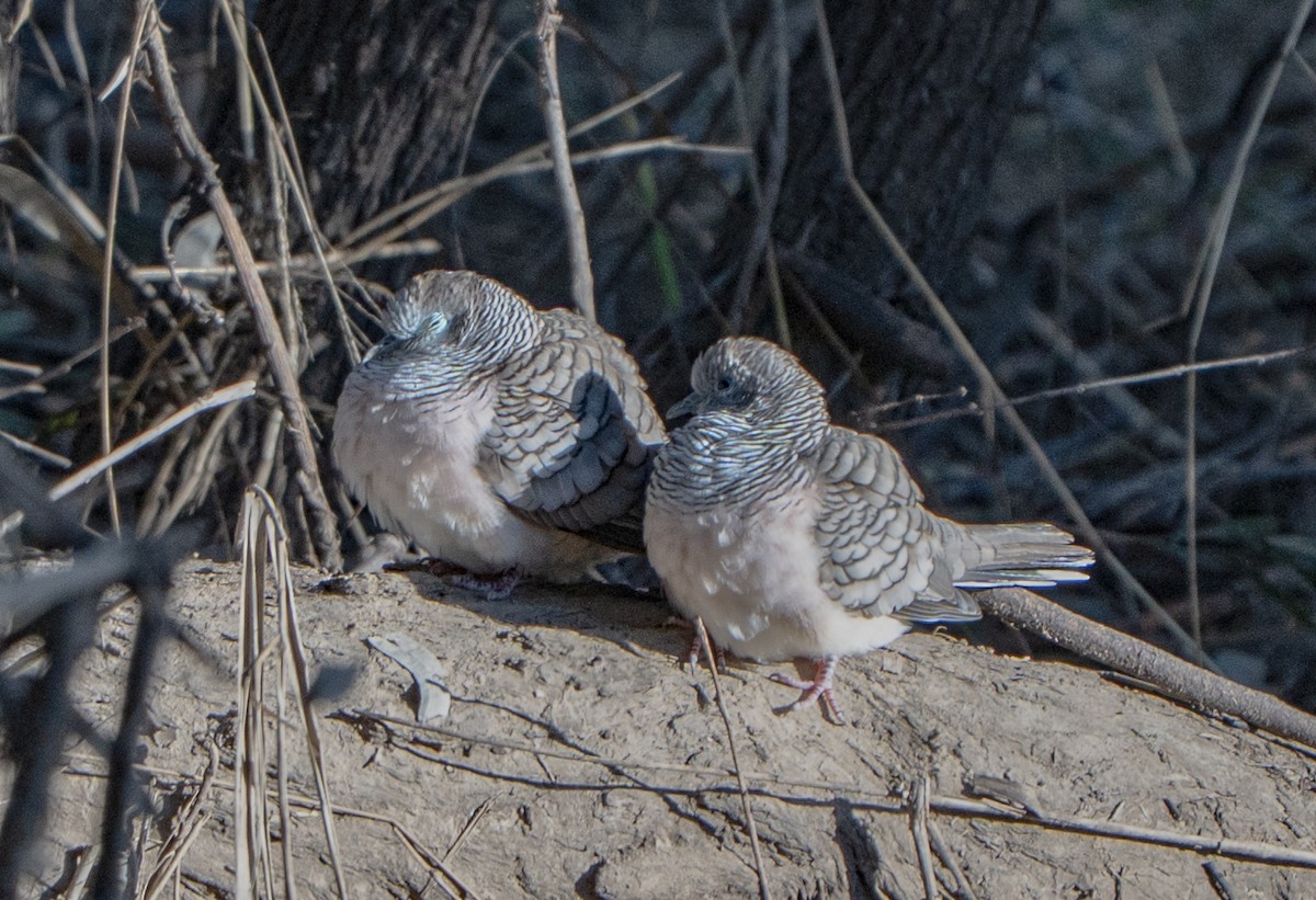 Peaceful Dove - ML638382760