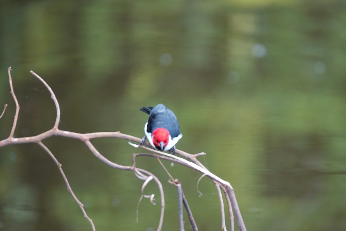 Red-capped Cardinal - ML638382762