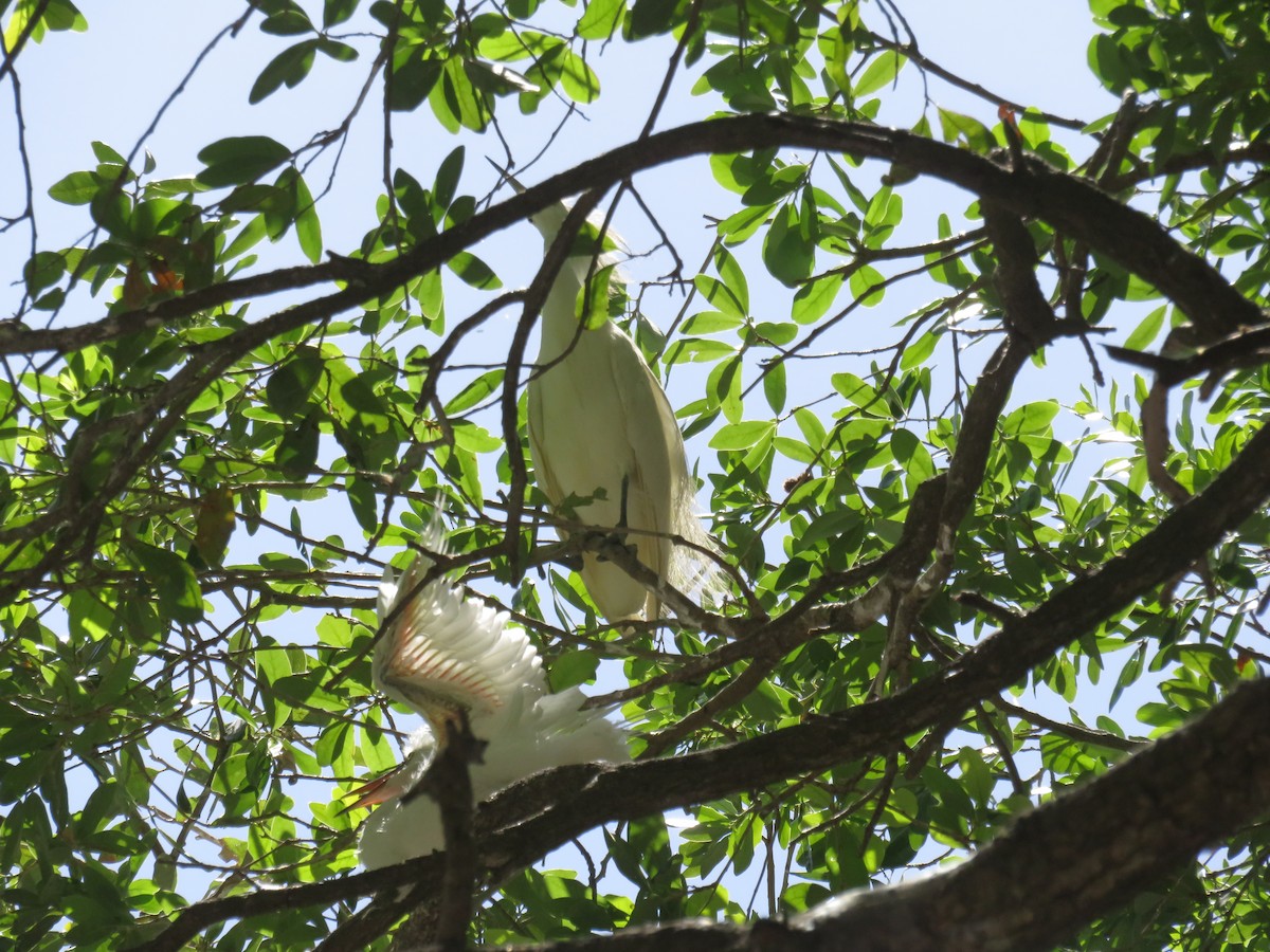 Western Cattle-Egret - ML638382765