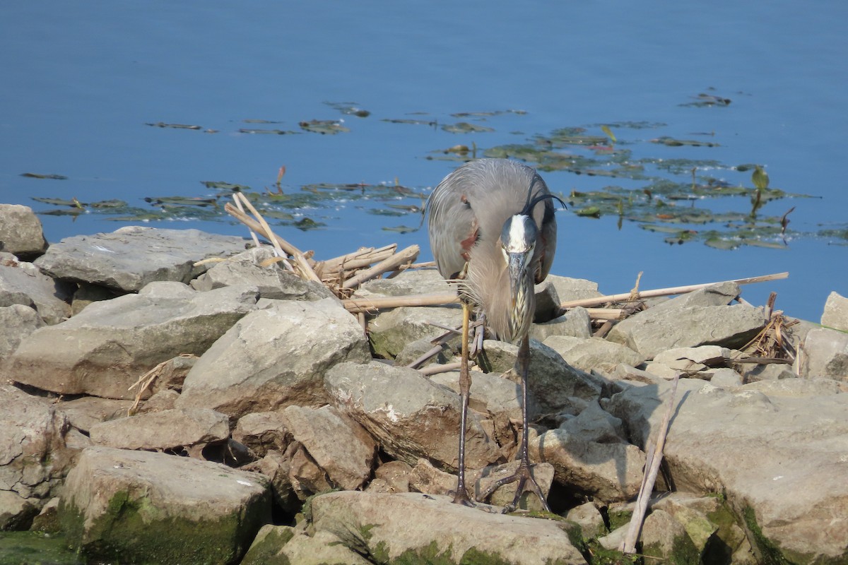 Great Blue Heron - ML638382767