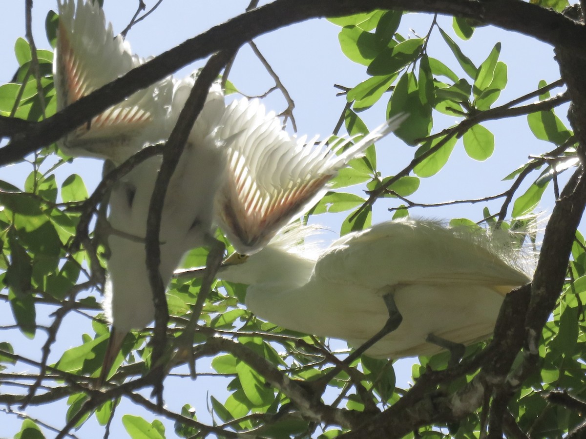 Western Cattle-Egret - ML638382770