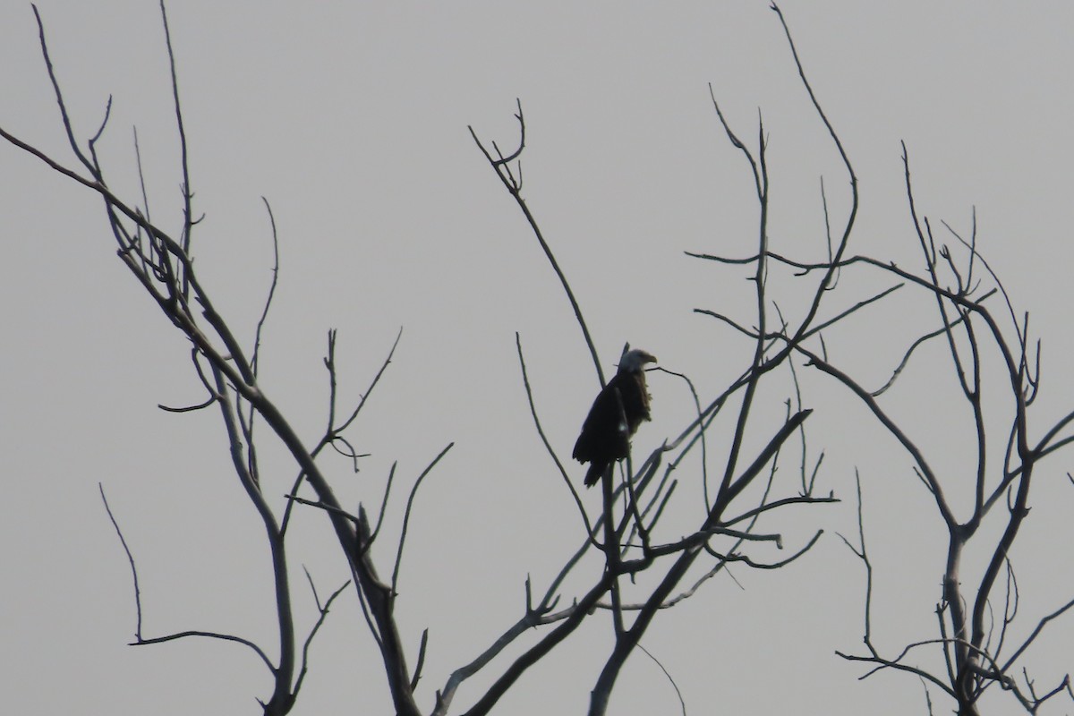 Bald Eagle - ML638382790