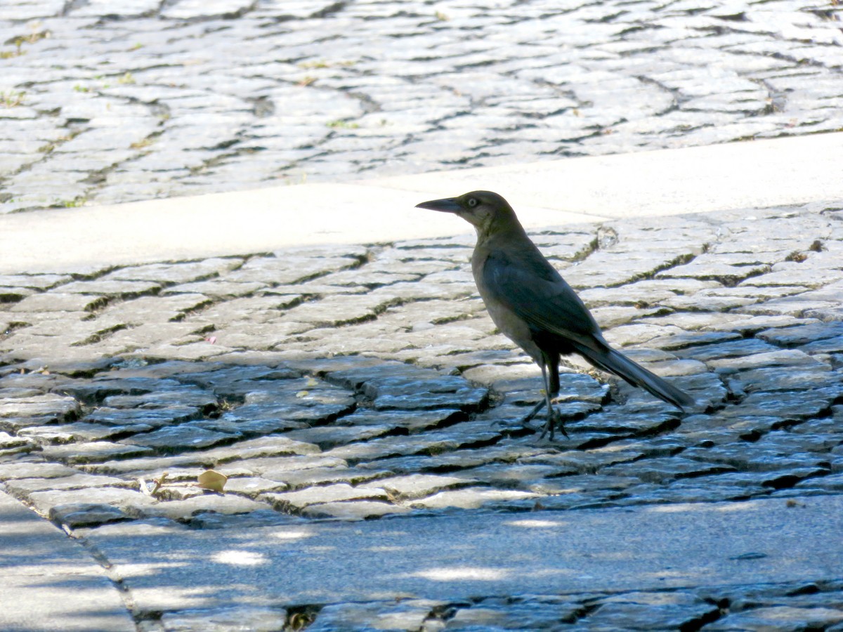 Boat-tailed Grackle - ML638382792