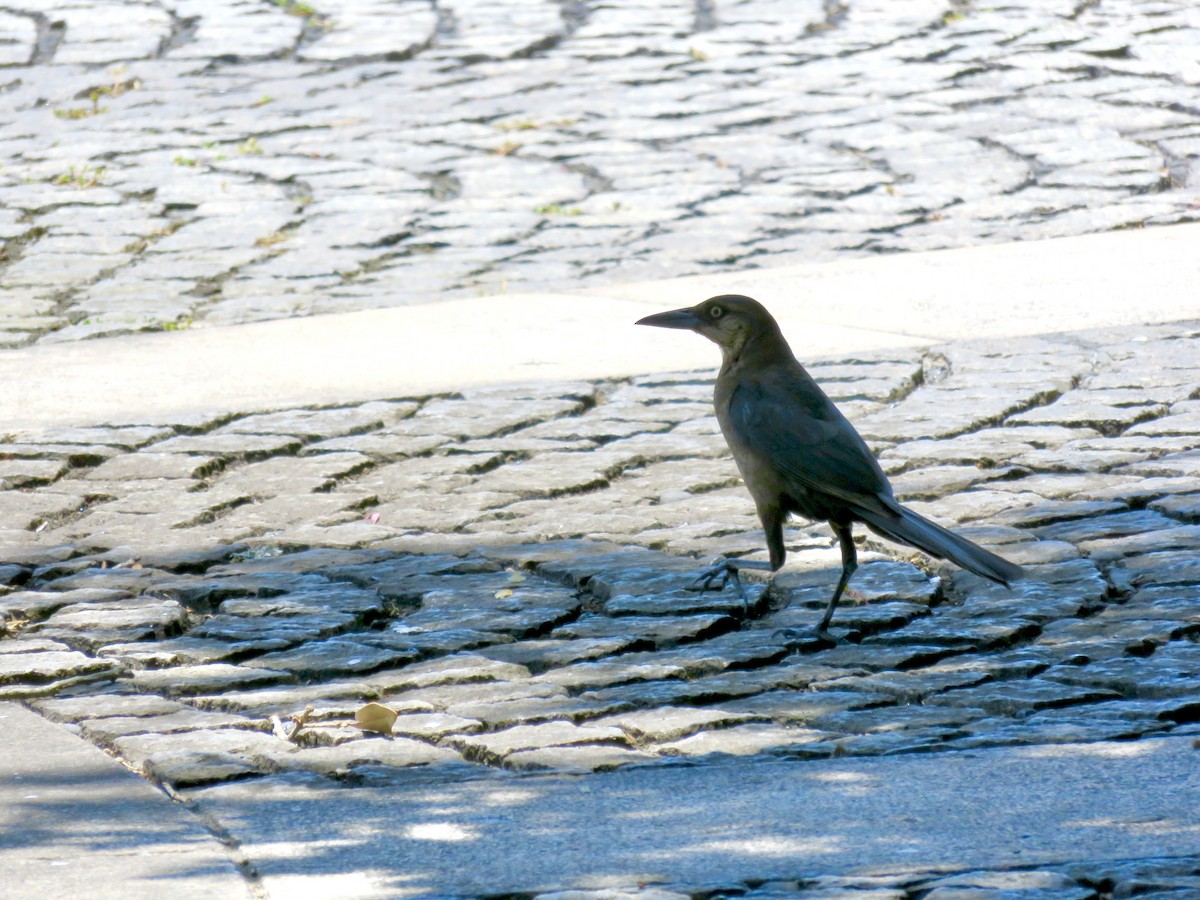 Boat-tailed Grackle - ML638382793