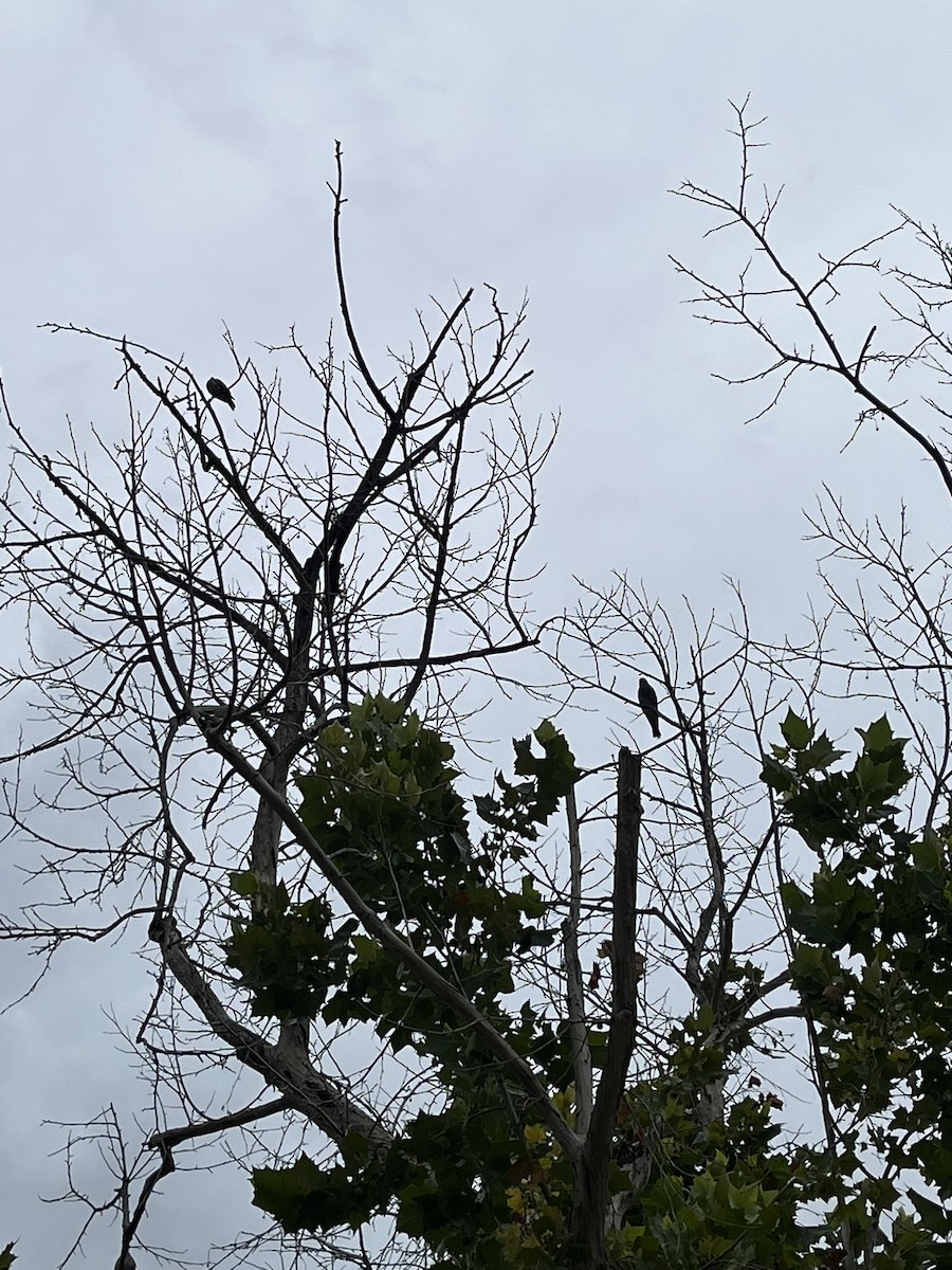 Mississippi Kite - ML638382805