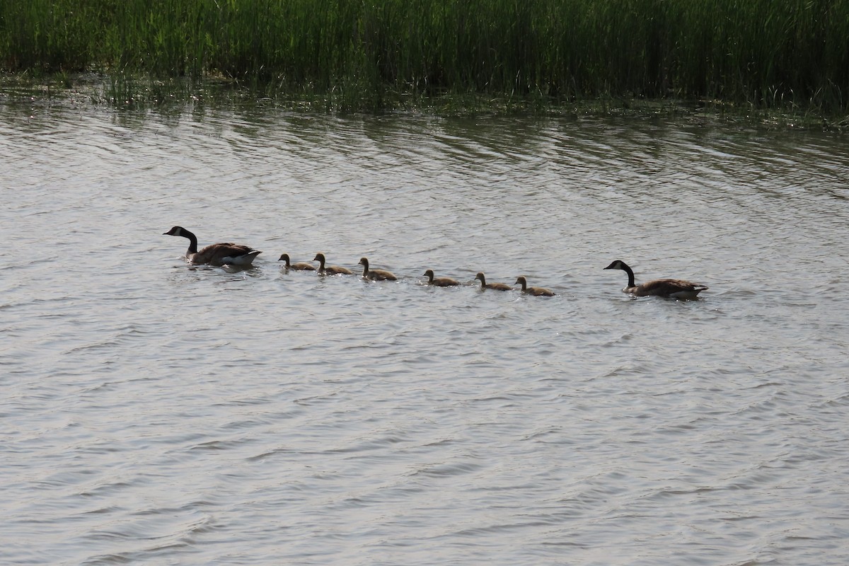 Canada Goose - ML638382812