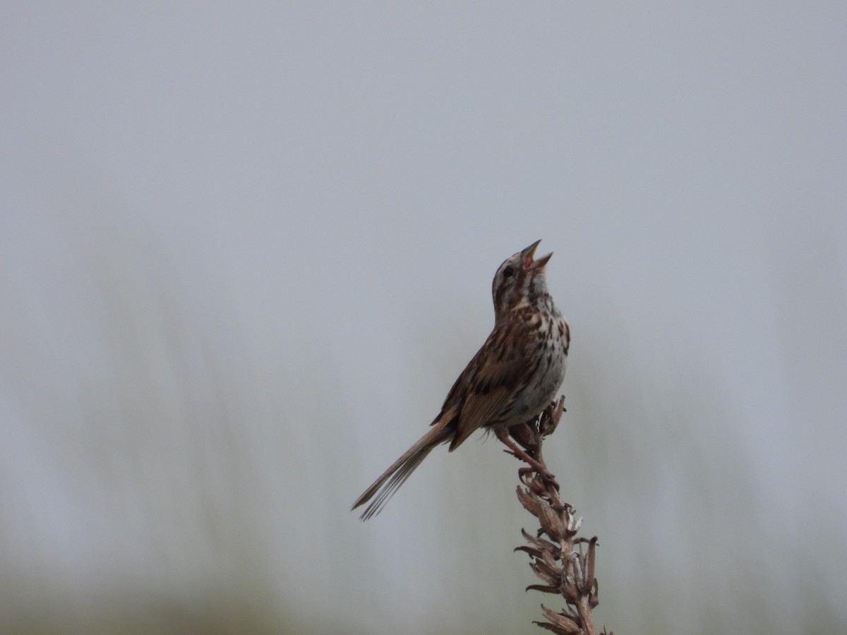 Song Sparrow - ML638382818