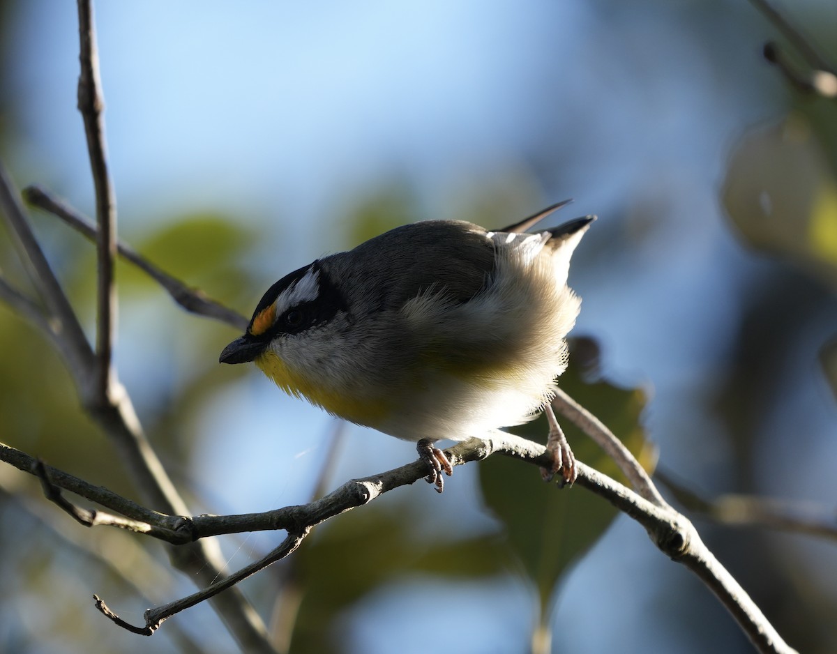 Striated Pardalote - ML638382819