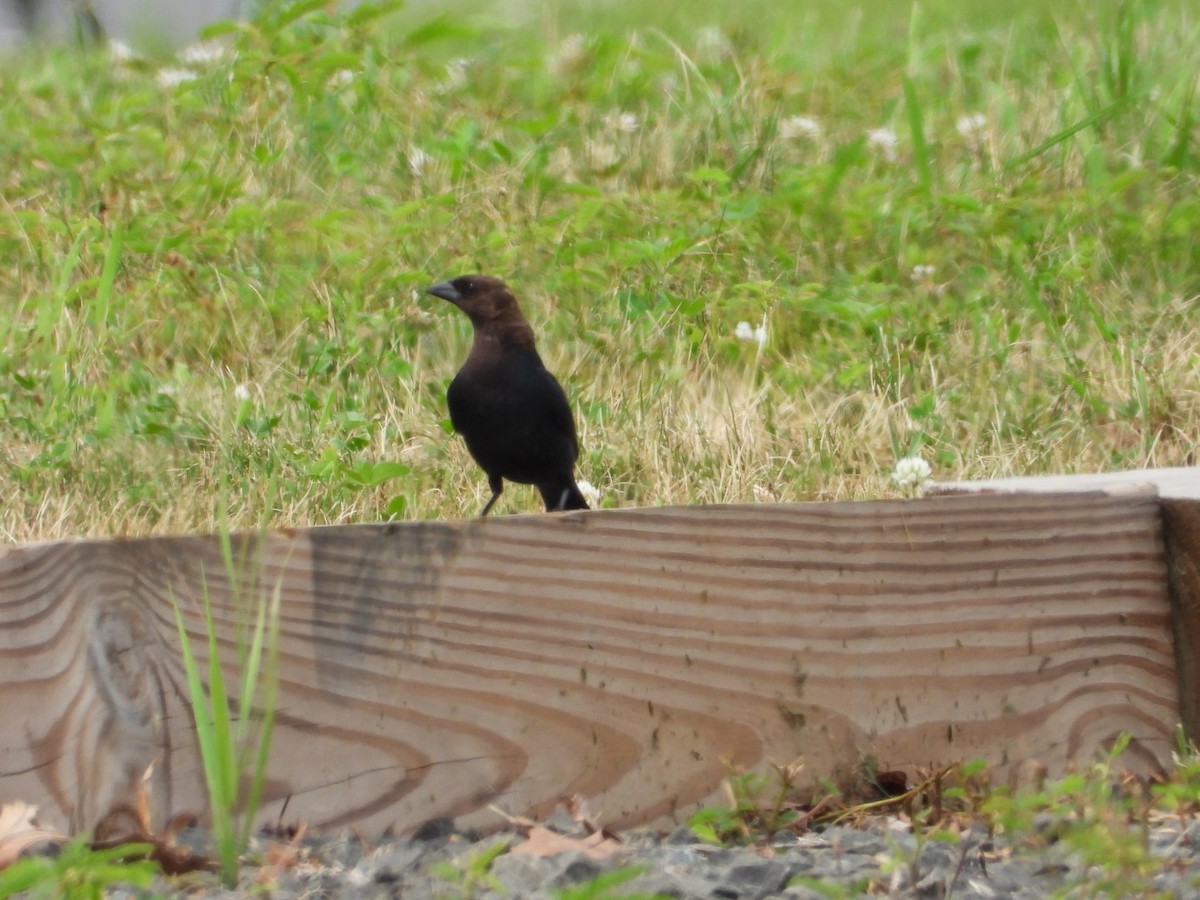 Brown-headed Cowbird - ML638382830