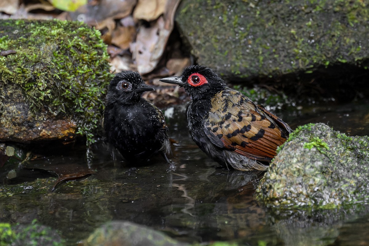 Black-spotted Bare-eye - ML638382837