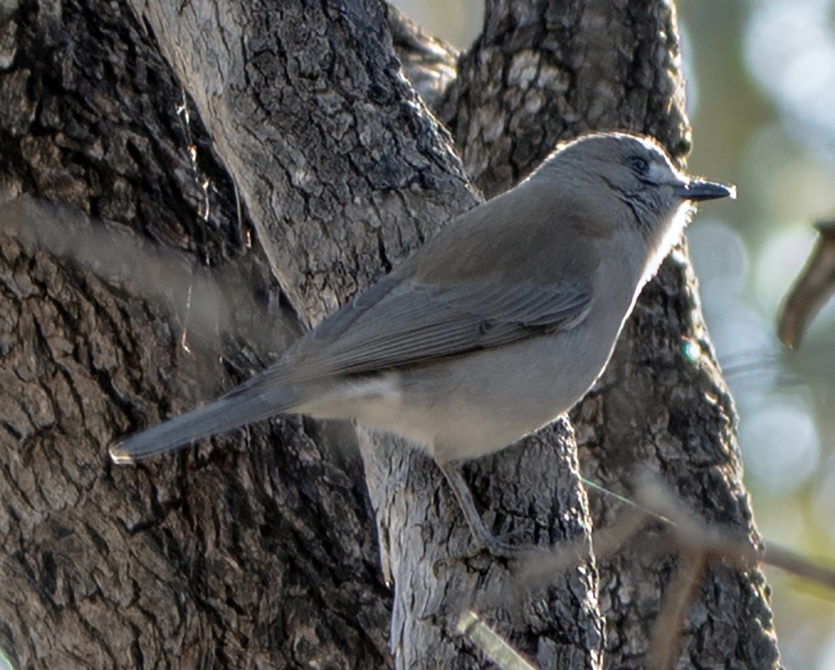 Gray Shrikethrush - ML638382852