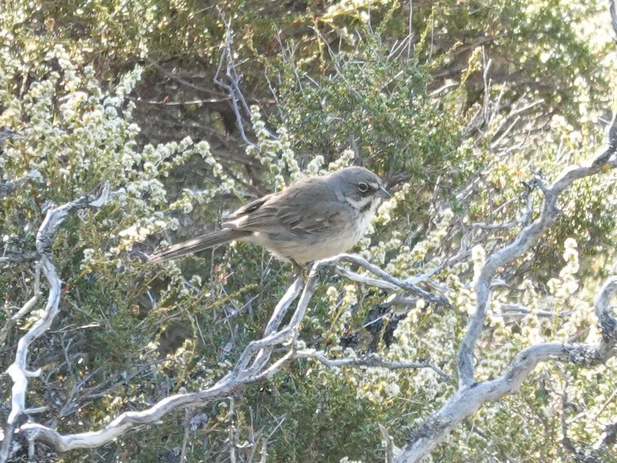 Bell's Sparrow - ML638382853