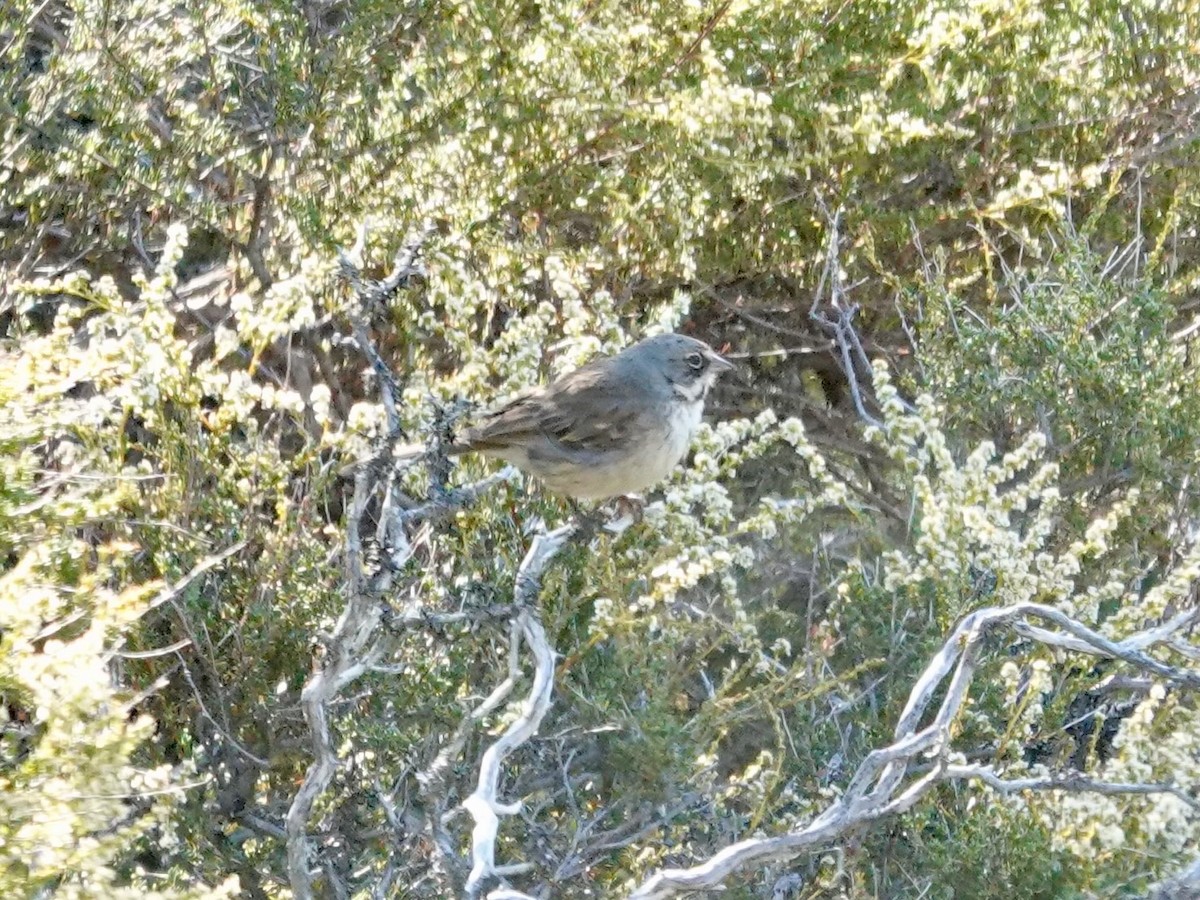 Bell's Sparrow - ML638382854
