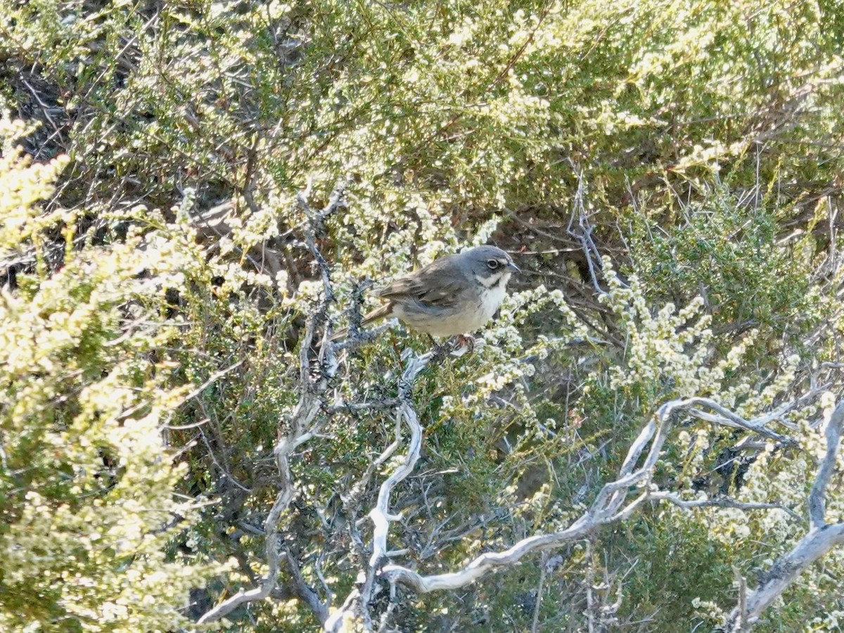 Bell's Sparrow - ML638382855