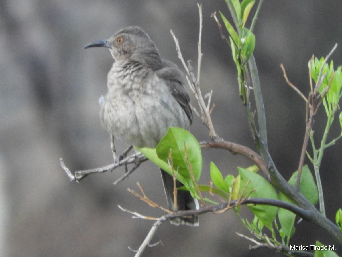 Curve-billed Thrasher - ML638382856