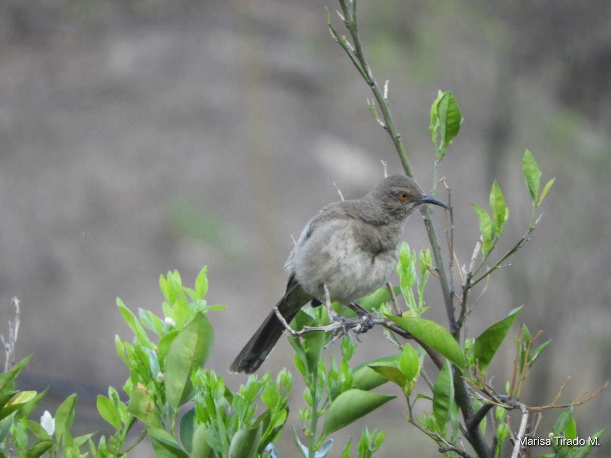 Curve-billed Thrasher - ML638382857