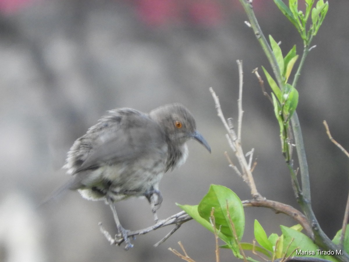 Curve-billed Thrasher - ML638382859