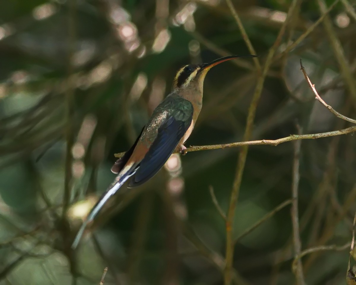 Planalto Hermit - ML638382864