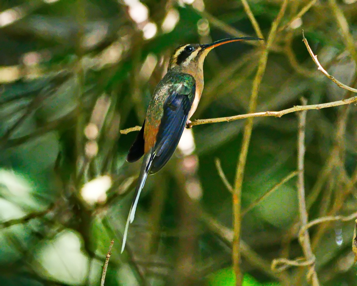 Planalto Hermit - ML638382865