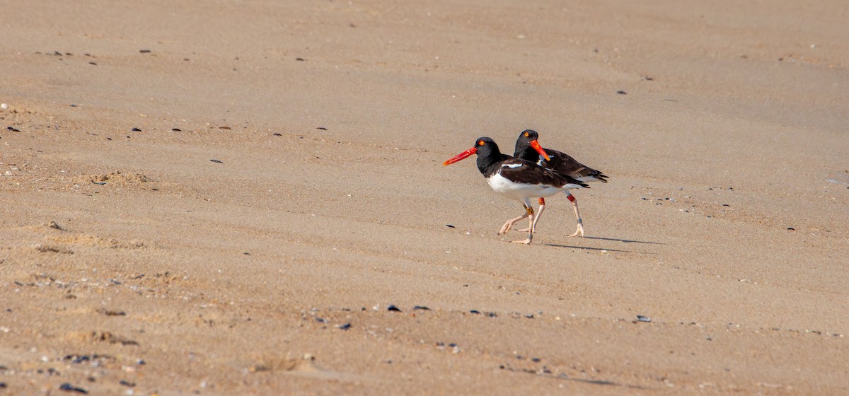 American Oystercatcher - ML638382868