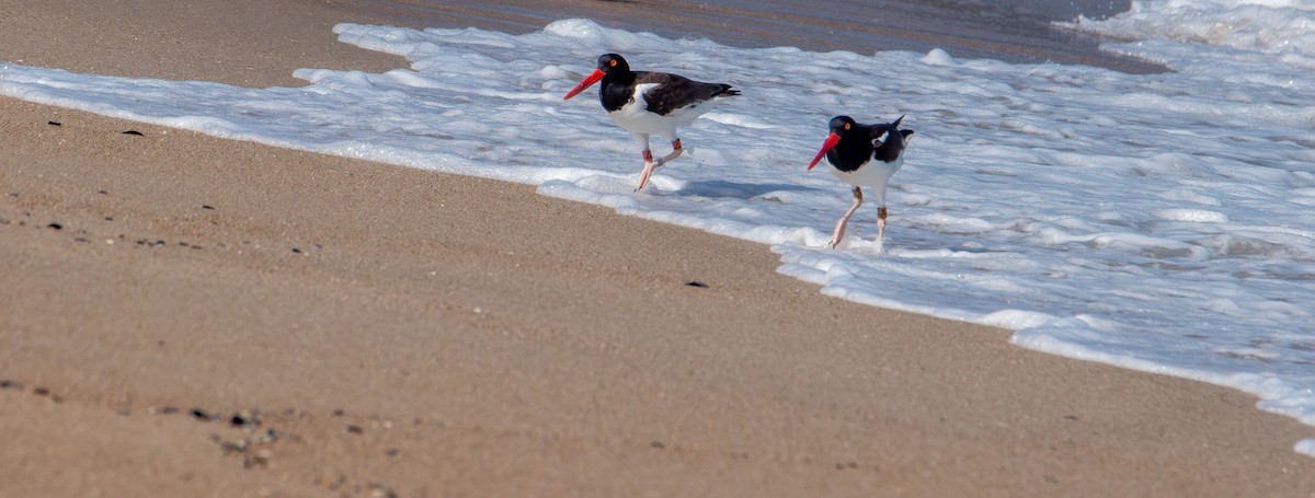 American Oystercatcher - ML638382872