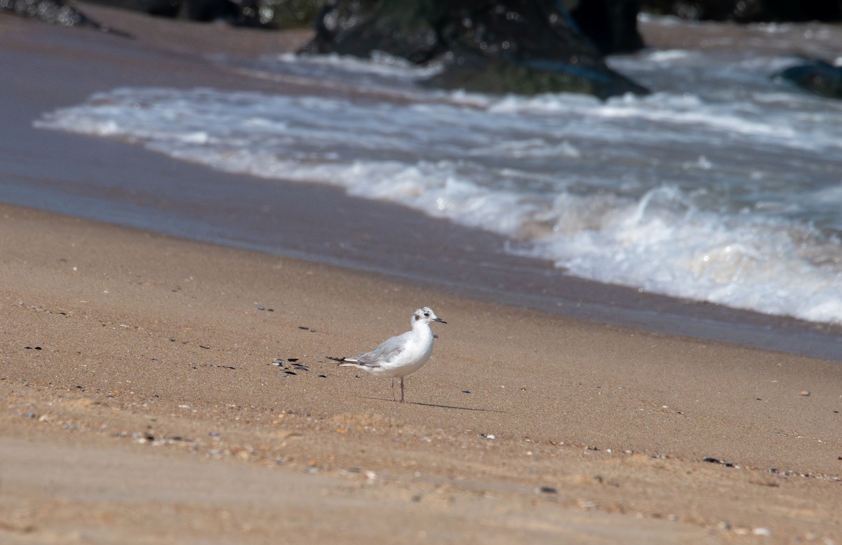 Bonaparte's Gull - ML638382875